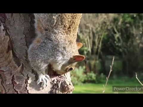 Cute Squirrals and cats