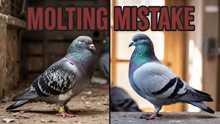 “The Molting Mistake 95% of Fanciers Make Every Year (And How It’s Ruining Your Next Racing Season)”