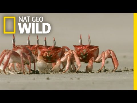 Crabby Eaters | Animal Dance Battles