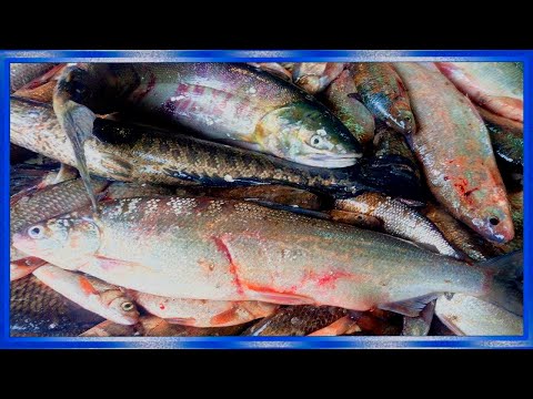 Рыбалка сплавной сетью поздней осенью, много рыбы, сиг, рыбалка на реке Амур с fisherman dv.27rus,