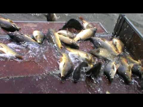 Repopulare Balta Boteni 2 700 Kg Crap Astazi 25 Iunie 2018 !!!