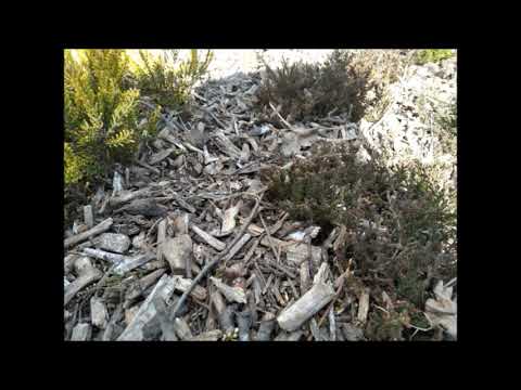 Odcinek #182 Vlog#18 Moje wrzosowisko