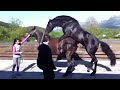 Animal Sex Power