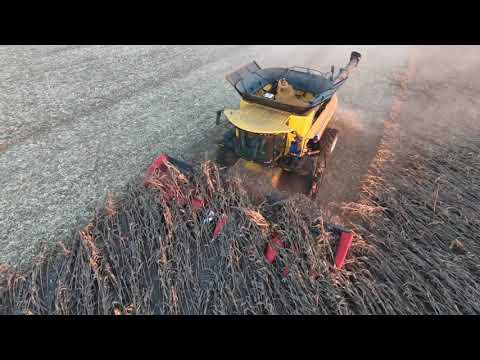 What Makes MAYA Corn Heads the BEST?