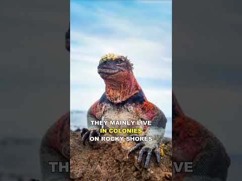 Marine Iguana | The Real Life Godzilla