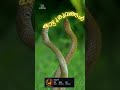 Puzhu Pulikal ️‍ Kammattipadam Shortvideo Viralvideo Wildlife Youtubeshorts Kerala