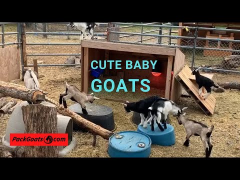 Cute Baby Goats