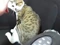 �{���Ă�H���ǉ���...