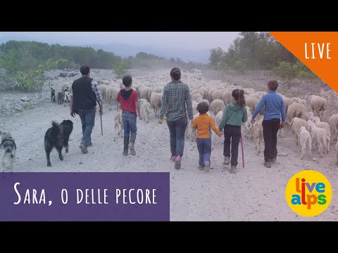 Sara, o delle pecore