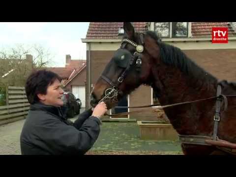 Strunen in Zuidwolde