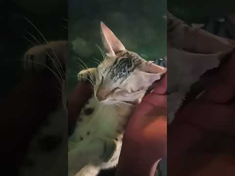 thangam dailog 🤗💓😽😽