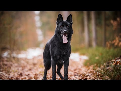 Kimbo vom Hofe Schumacher - 1/2022