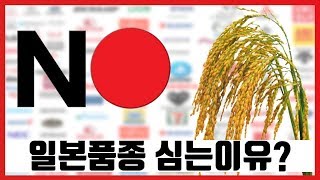 [고시히카리] 불매운동? 일본 품종 왜 심을까?