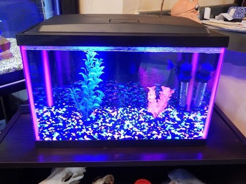 Petsmart 5 gallon GloFish tank review