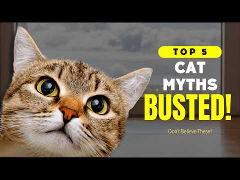 5 Cat Myths BUSTED! 😺 Separating Fact From Fiction