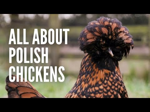 Polish Chickens: Everything You Need to Know