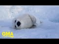 Harp seals struggle to survive as ice melts in Quebec l GMA