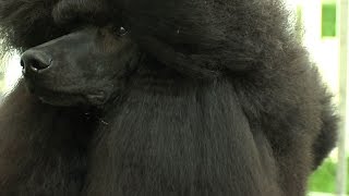 Best of British Dog Shows 2013