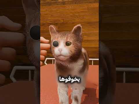 أغرب تجربة في القطط😱#shortvideo