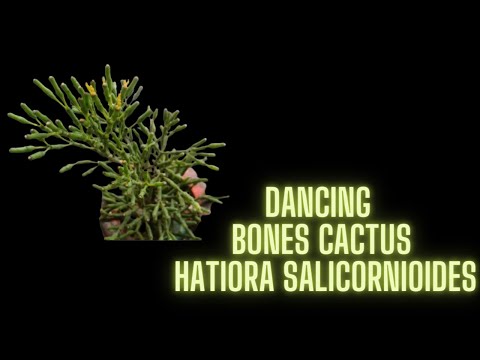 , title : '||  DANCING BONES CACTUS  RHIPSALIS ( HATIORA ) SALICORNIODIES ) ||
