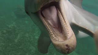 preview picture of video 'Roatan Dolphin Encounter and swim - Anthony's Key Resort Honduras- GoPro'