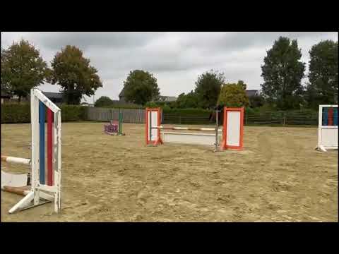 Calumera // Show Jumper // Cascadello // 2016 // Mare