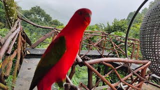 Download lagu SUARA BURUNG KAKAK TUA PELIHARAAN mp3