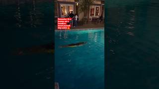 Stay active #shortsafrica #weightlossjourney #holidayswithyoutube