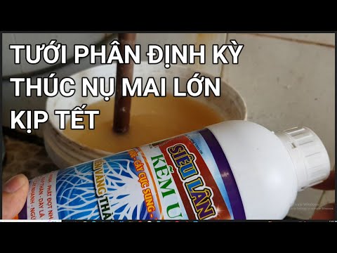 🔴 QBS22286 - CÁCH TẠO NỤ CHO CÂY MAI VÀNG MIỀN BẮC | BÓN  PHÂN GÌ CHO NỤ CÂY MAI VÀNG NHANH LỚN