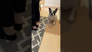 フレブルがママの事を心配してるのかと思いきや…違ったみたいです😂笑