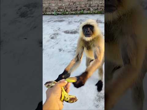 bajarang Bali 🙏🚩🚩🚩 #shorts #hanuman #bajrangbali #honu  #monkey  #viralvideo #viral #tranding #lan