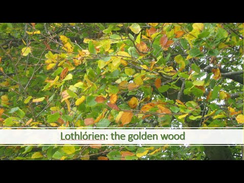 Lothlórien, the golden wood.