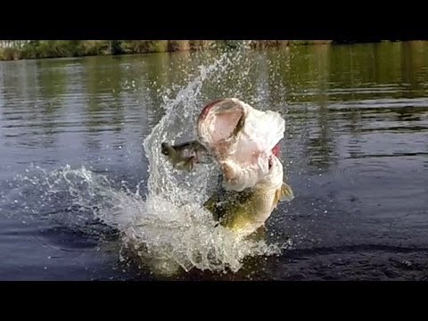 HUGE Topwater Blowups Compilation HUGE Topwater Blowups Compilation