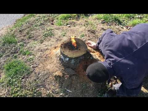 The most amazing way to remove a stump!! E16