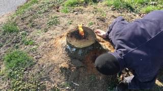 The most amazing way to remove a stump!! E16