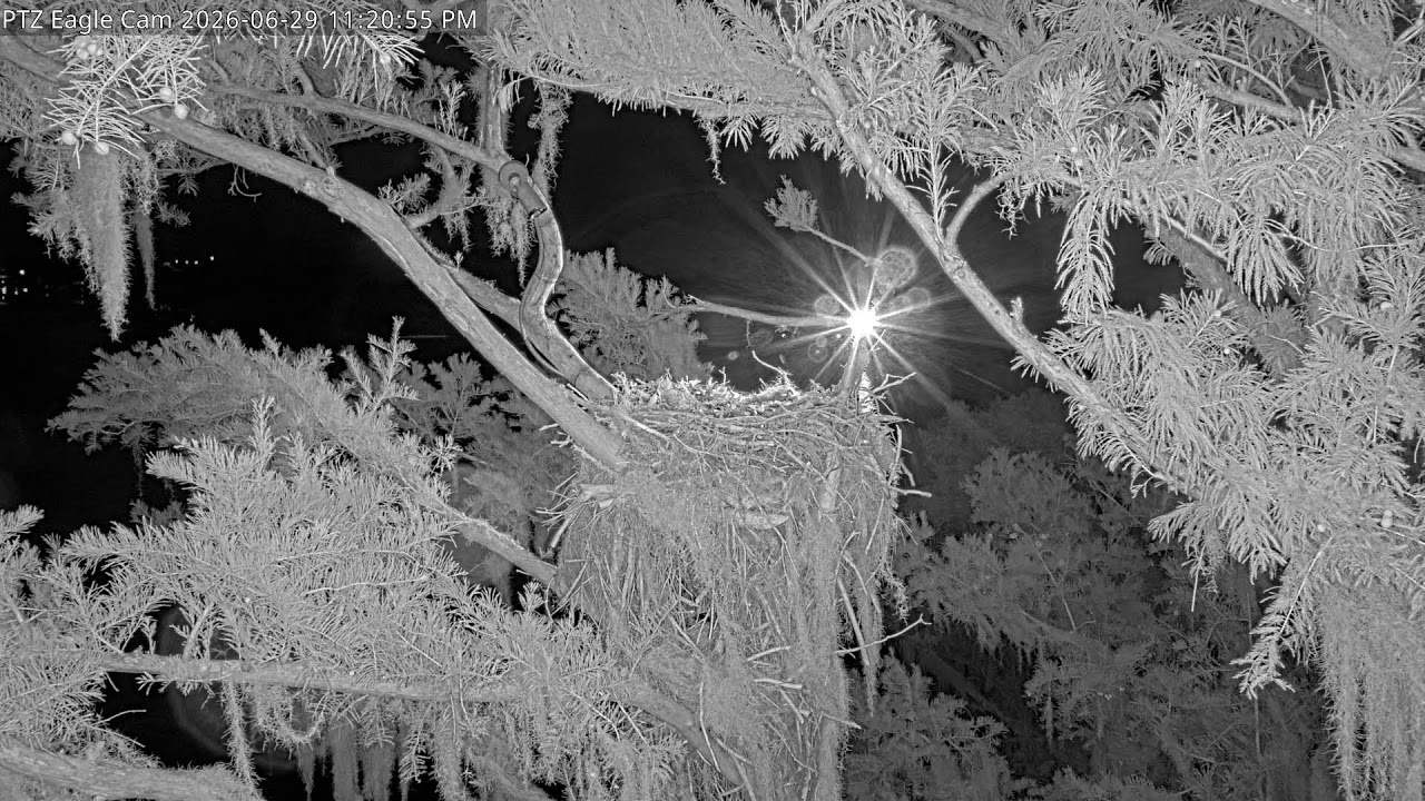 Live webcam view of Cámara PTZ del Nido de Águila