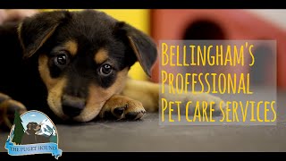 preview picture of video 'Bellingham Dog Trainer - Thinking Dog with Laura Berger - Promo by The Puget Hound'