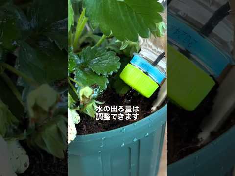 白酢を入れた水 植物 ユスリカ アブラムシ バラの茂み アリ ナメクジ 菜園のキノコ