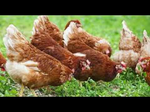 , title : '5 MEJORES RAZAS DE GALLINAS PONEDORAS DE HUEVO MAS RENTABLES 2022'