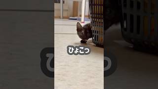 【子猫】物陰からそろり…ジジがどんどん近づいてくる🐈💕 #可愛いペットは癒し #天使すぎる猫 #保護猫