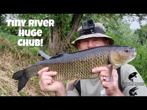 River coarse fishing UK : Big Chub on a tiny stream