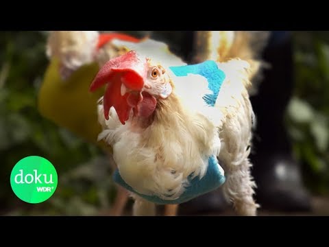 download lagu mp3 mp4 Rettet Das Huhn, download lagu Rettet Das Huhn gratis, unduh video klip Rettet Das Huhn