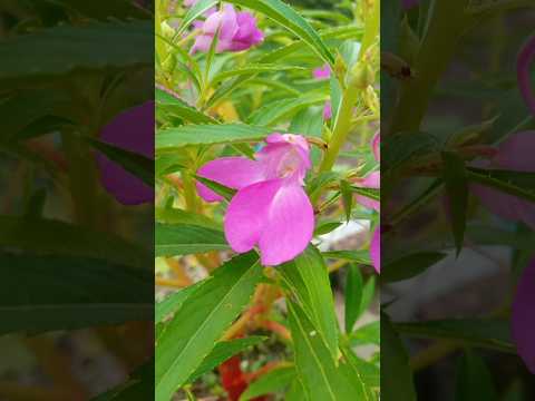 Shorts 🌸🌸❤||Mitu's passion || #youtubeshorts #shorts #viral #flowers