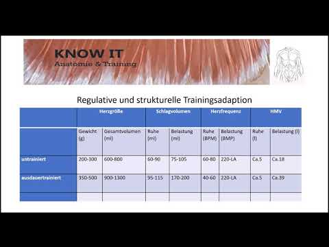Anpassung des Herzens an Belastung