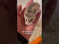 Hamster Check Does Your Hamster Trust You Hamster Trustcheck Roboham Roborovski
