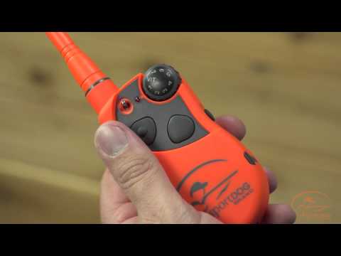 sportdog training video