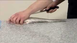 How to fillet a Wolf Fish (Catfish) | 201