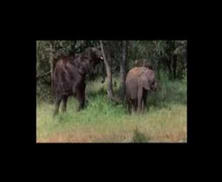 Sixty Sleepers - Oh Carol (Mikes Videomix)