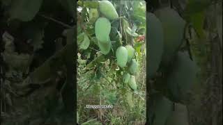 Download lagu mangga manis semanis madu mp3