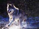 Voices of the Wind - The Beautiful Wolf - Sublime